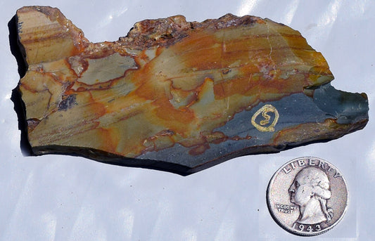 Oregon Wild Horse Picture Jasper slab. #5 of 7