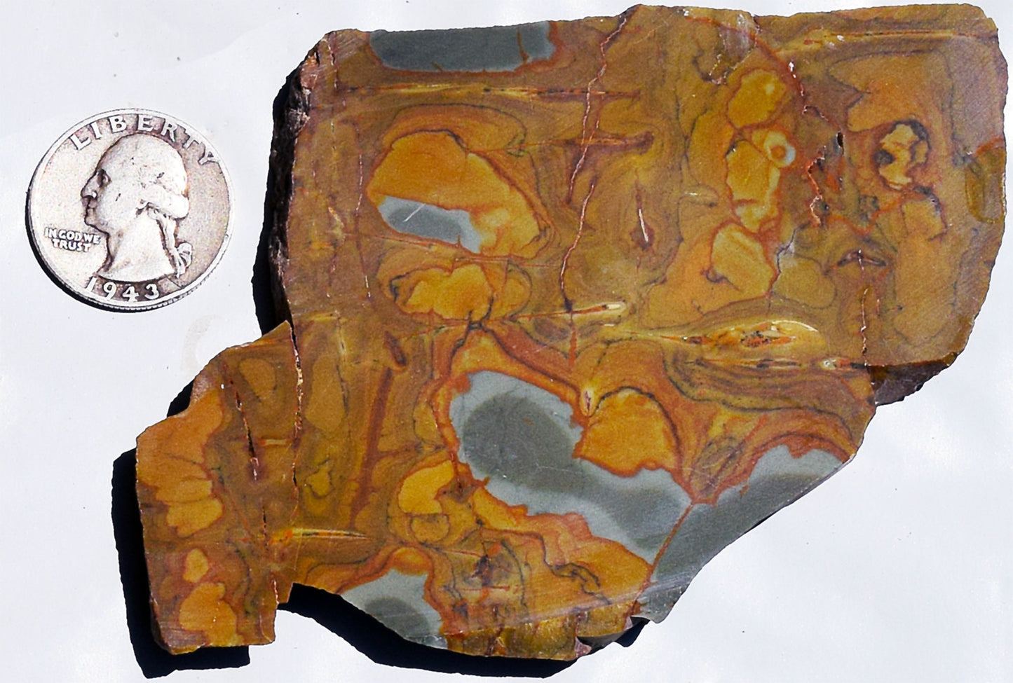 Oregon Wild Horse Picture Jasper slab. #6 of 7