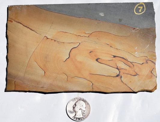 Oregon Rocky Butte Picture Jasper slab. #7 of 7