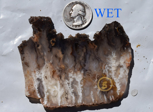 Graveyard Point Plume Agate Group # 2