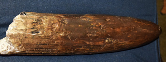 Large Stegodon Tusk