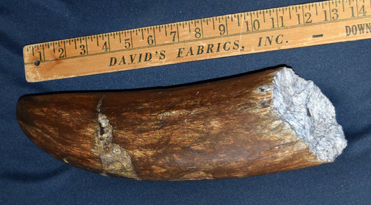 Medium Stegodon Tusk