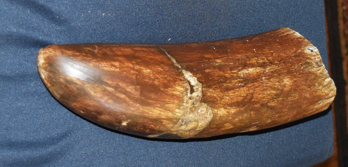 Medium Stegodon Tusk