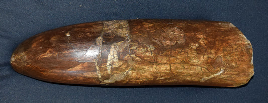 Medium Stegodon Tusk