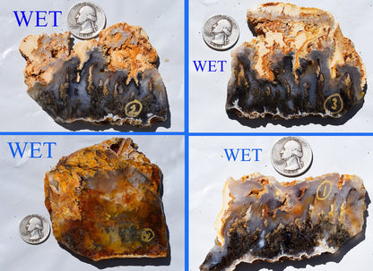 Graveyard Point Plume Agate - Group #1