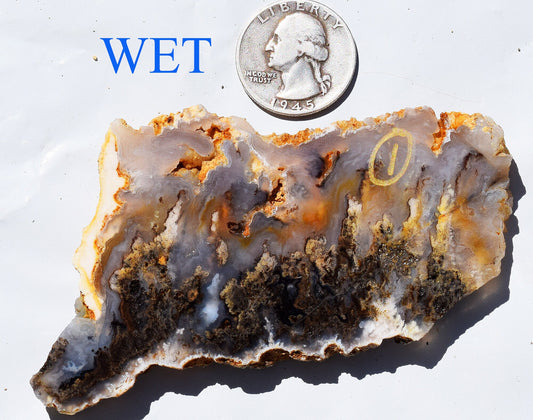 Graveyard Point Plume Agate - Group #1