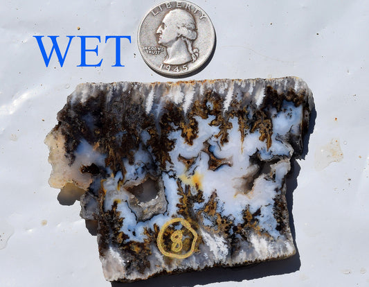 Graveyard Point Plume Agate group #3